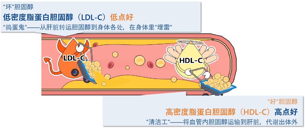 关于“血脂”的深度探讨——医患对话